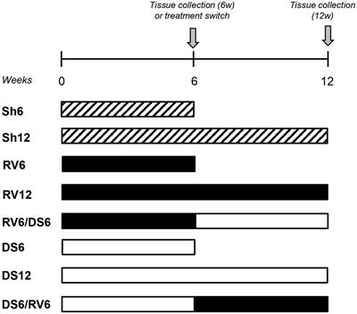 Cardiac Natriuretic Peptide Profiles in Chronic Hypertension by Single or Sequentially Combined Renovascular and DOCA-Salt Treatments